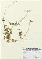 藏品(硫花繁縷)的圖片